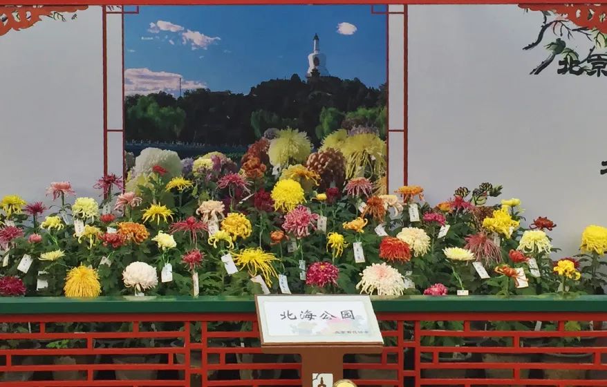 中轴西艺｜中轴线西翼本地小众非遗技艺类必打卡路线