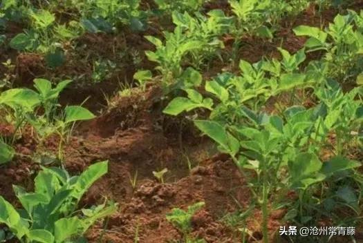 夏至节气感慨,今日夏至话题