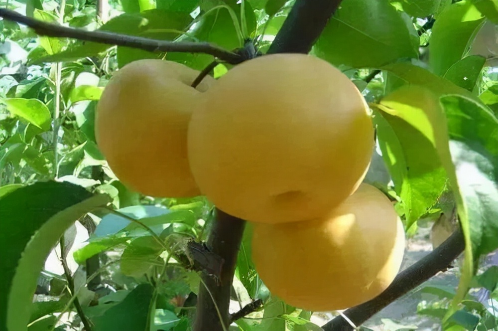 香烟上的爆珠有什么用,香烟嘴里的爆珠有哪些