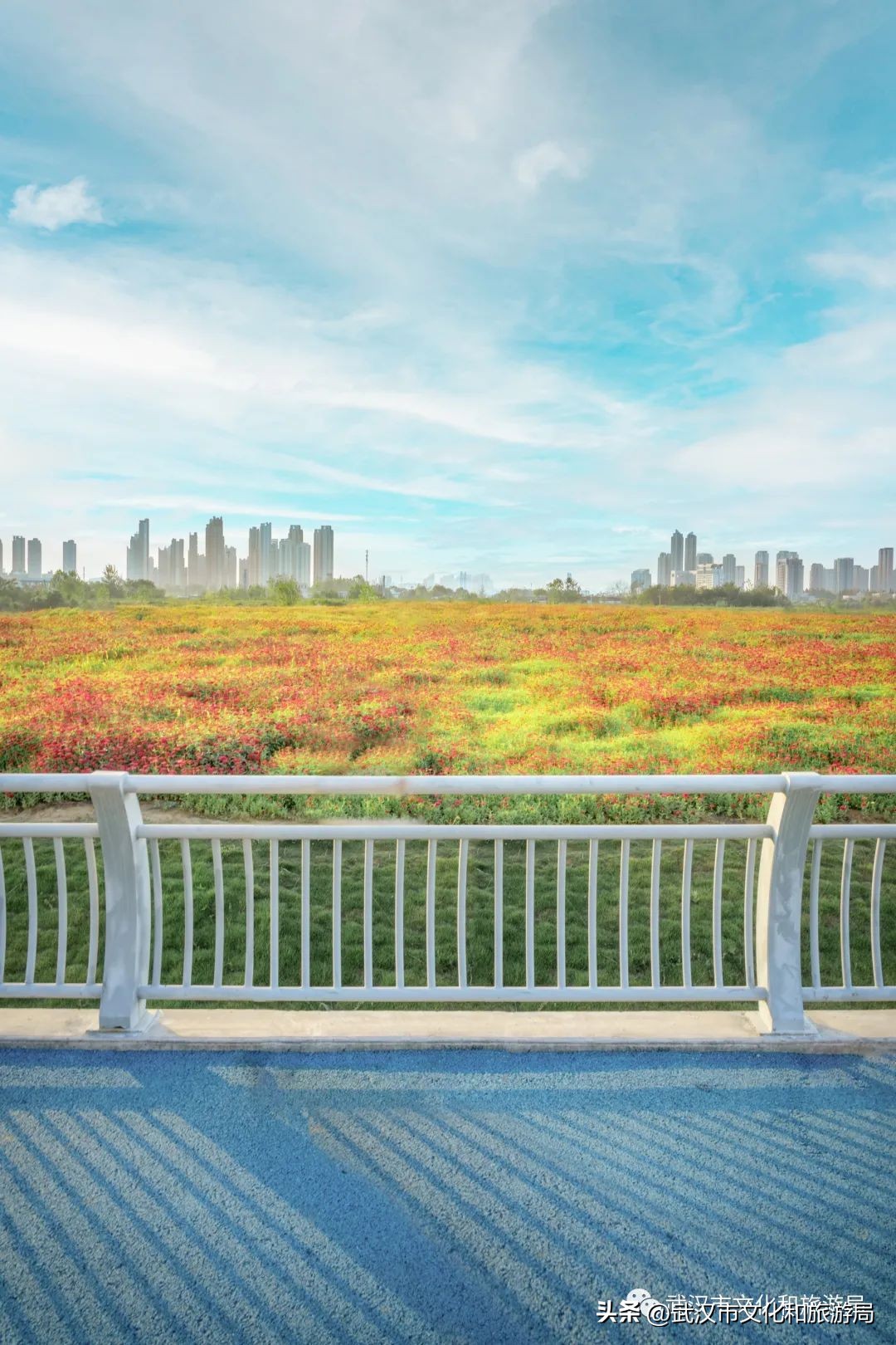 怎么拍一片花海,一片花海怎么拍