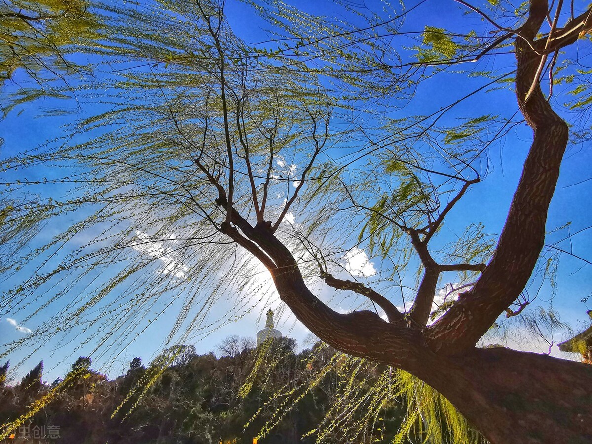 风吹杨柳万千条打一动物,风吹杨柳万千条解析