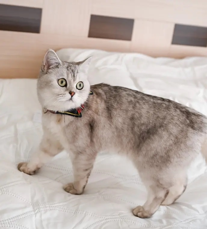 蚕丝被被猫尿了怎么清洗,蚕丝被被猫尿上了怎么清洗