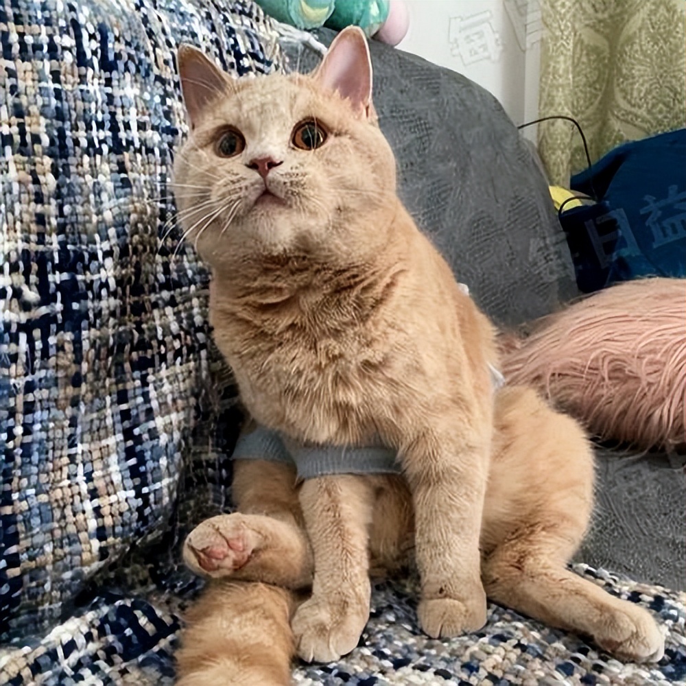 这三种猫不建议养,城市套路太多了实在防不胜防