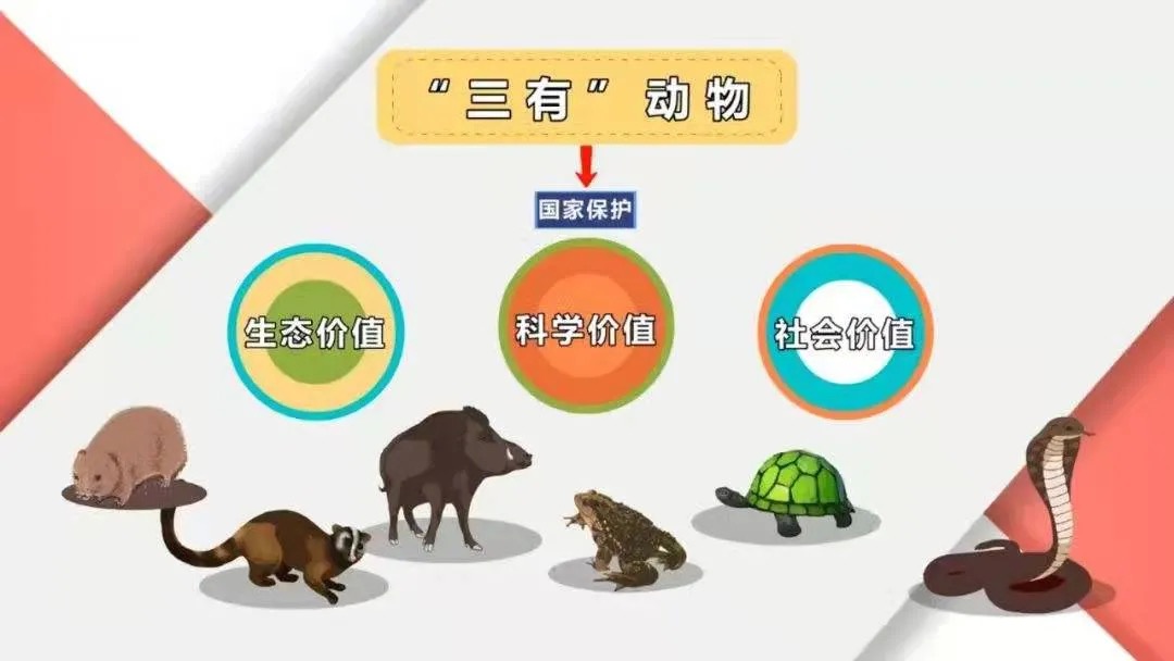 抓野兔被抓怎么处罚,男子抓野猪被民警抓