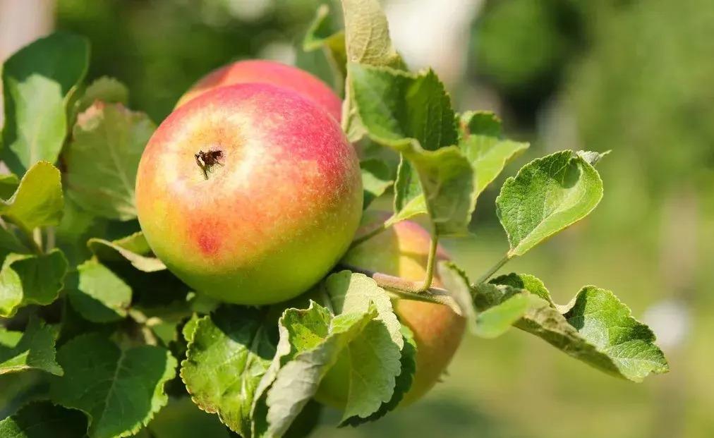 苹果本不叫“苹果”，古人取了个很唯美的名字，被日本人沿用至今