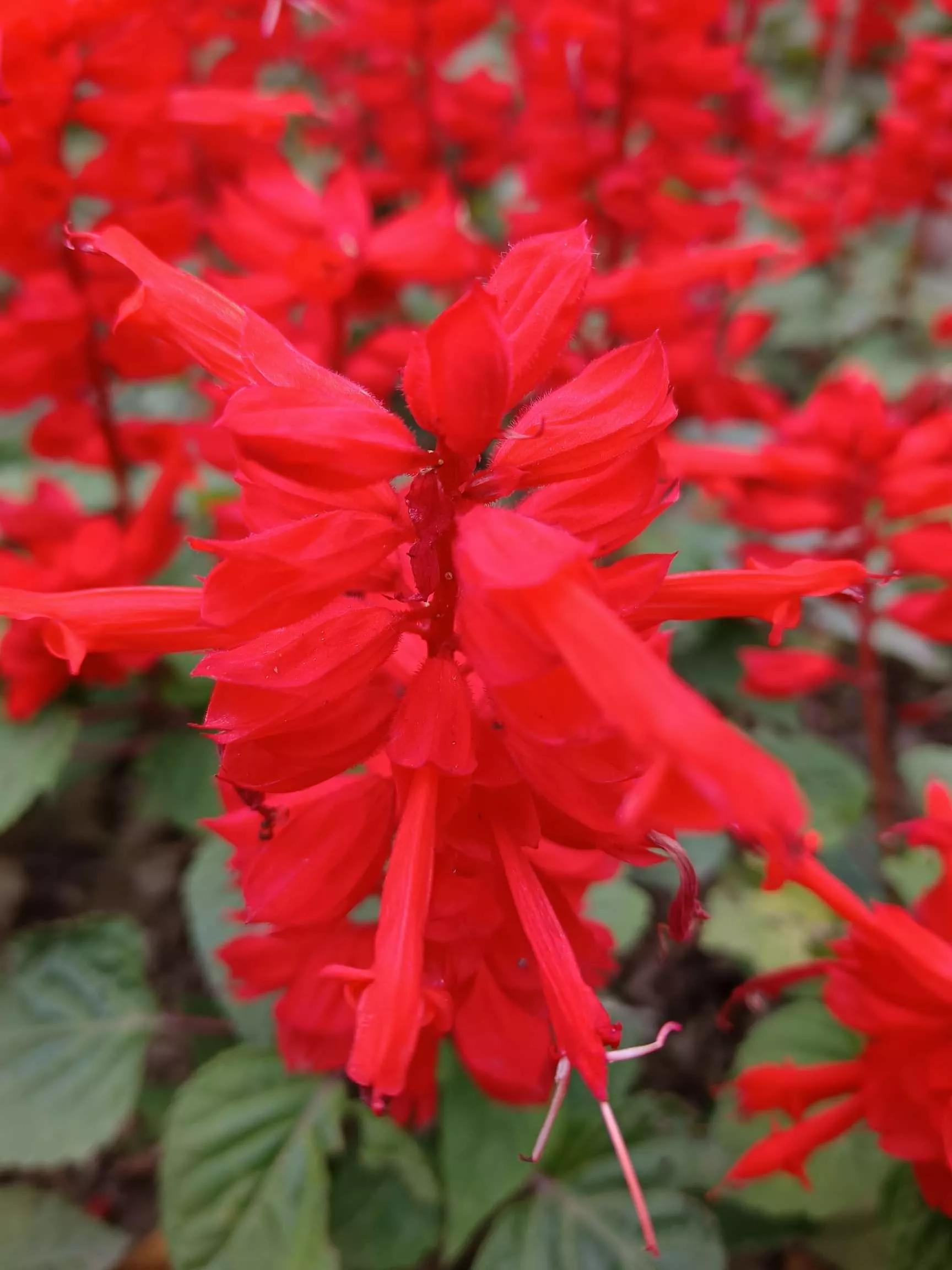 认识各种花卉名称,认识各种花的名字