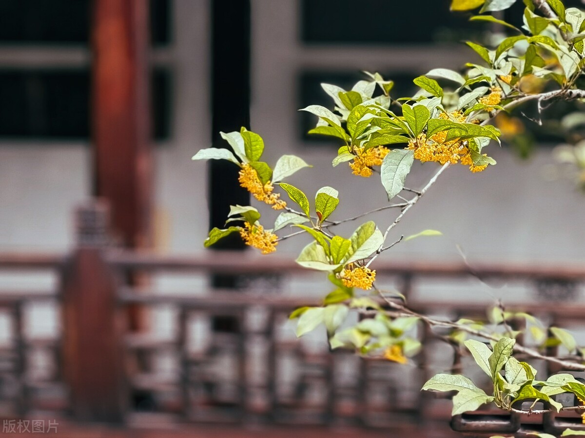 小米13Ultra上面的镜头商徕卡到底有多牛，深得多家手机厂商喜欢