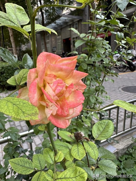 iphone14promax真机上手体验,iphone14promax当年有多惊艳