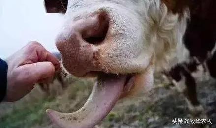 牛感冒用什么药退烧快,牛感冒了用什么药物治疗