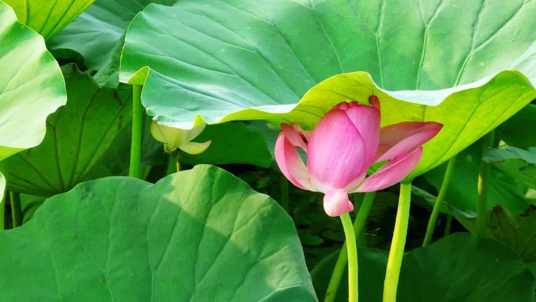 微山湖十万亩荷花竞相绽放,微山湖荷花美