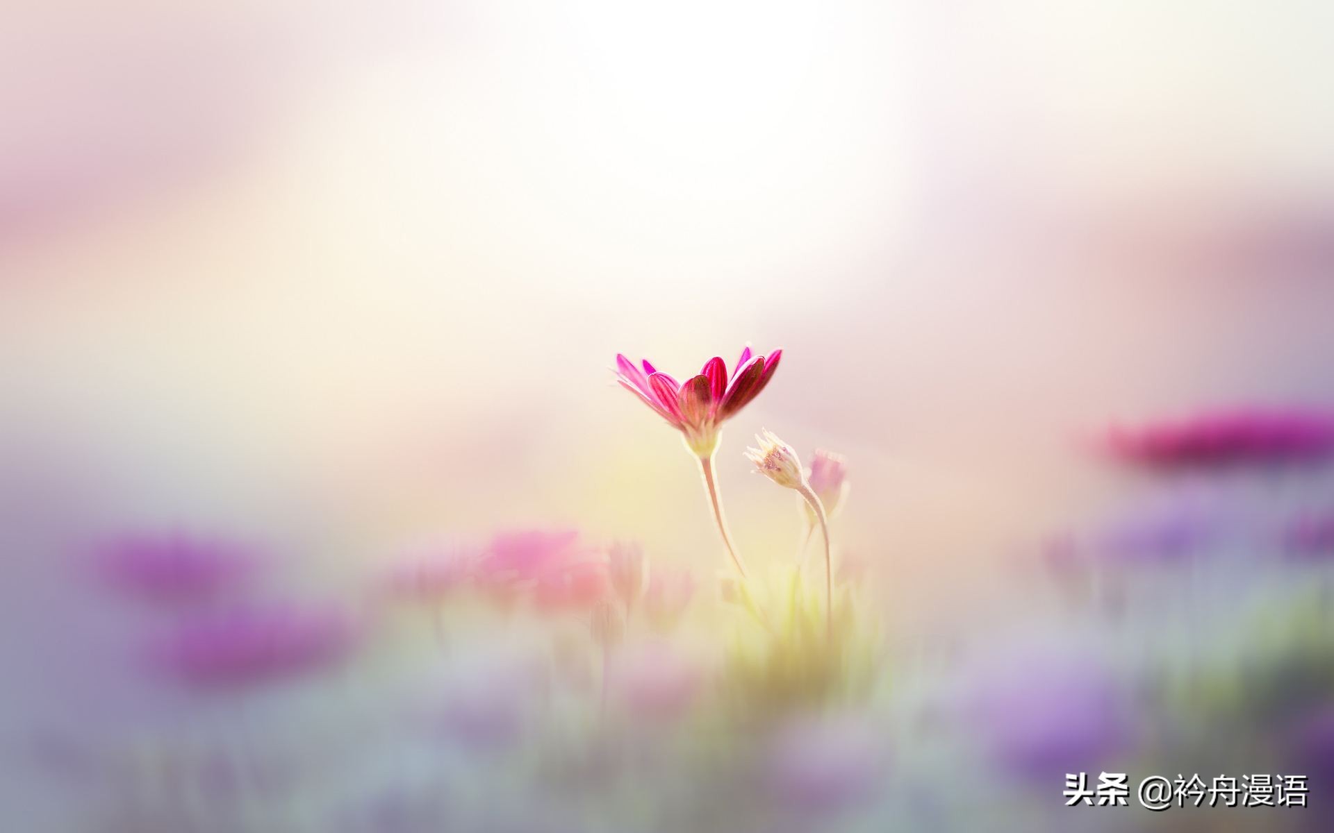 轻拥岁月笑对流年迎晨光,轻拥岁月笑对流年