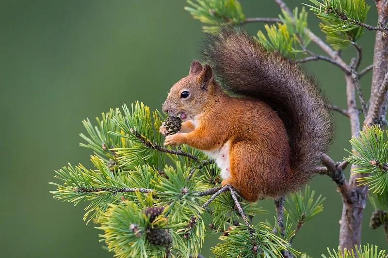 什么宠物对纯素食者最好,好养且可以食用的宠物有哪些