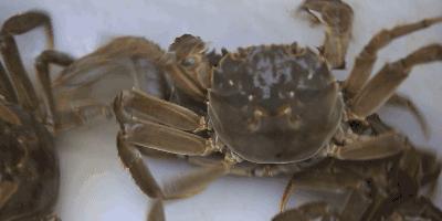 怎么能让螃蟹活力满满,怎么保持螃蟹的鲜活