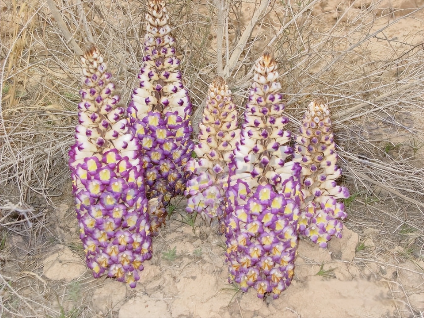 酒泉特产苁蓉,兰州特产药材肉苁蓉