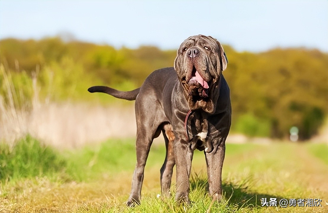 100种常见的宠物狗,常见的宠物狗种类图片和名称