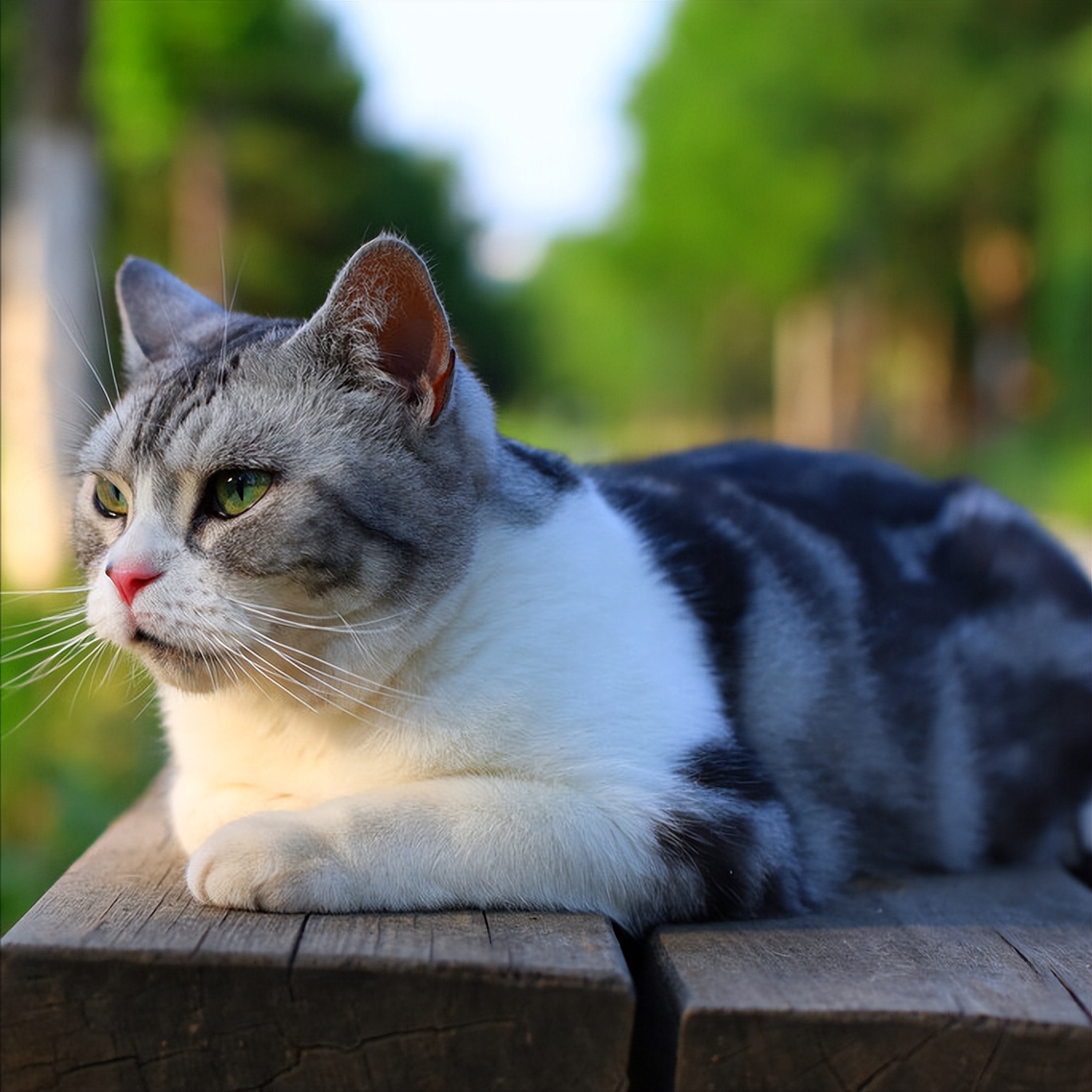 这4种猫一定要带回家,这5种猫便宜又好养