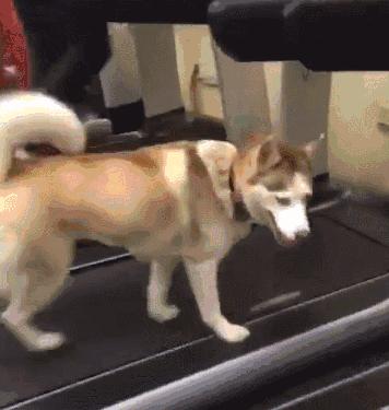 养哈士奇的体验,无聊养了一只哈士奇