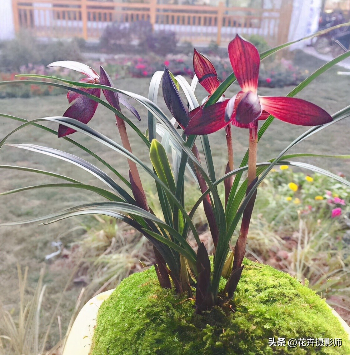 贵州省最名贵十种兰花,贵州山里最常见的兰花