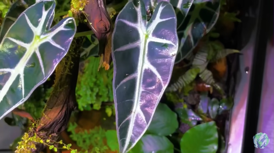 美国小哥在卧室建出一缸热带雨林，食物链环环相扣，太强了