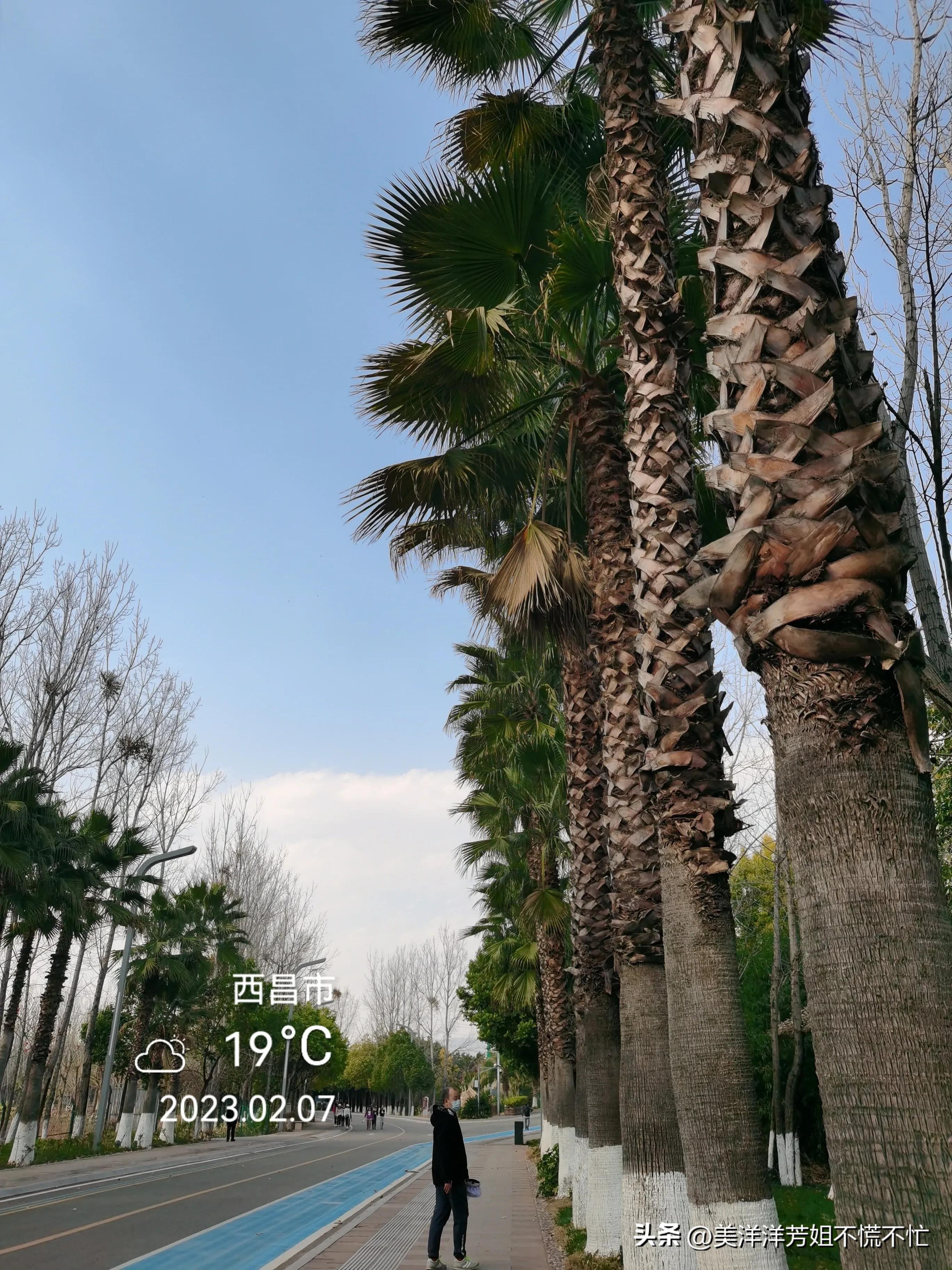 西昌邛海什么时候有海鸥,冬季去西昌邛海喂海鸥