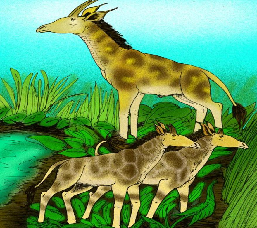 长颈鹿踢飞狮子,狮子偷袭长颈鹿长颈鹿使出杀手锏