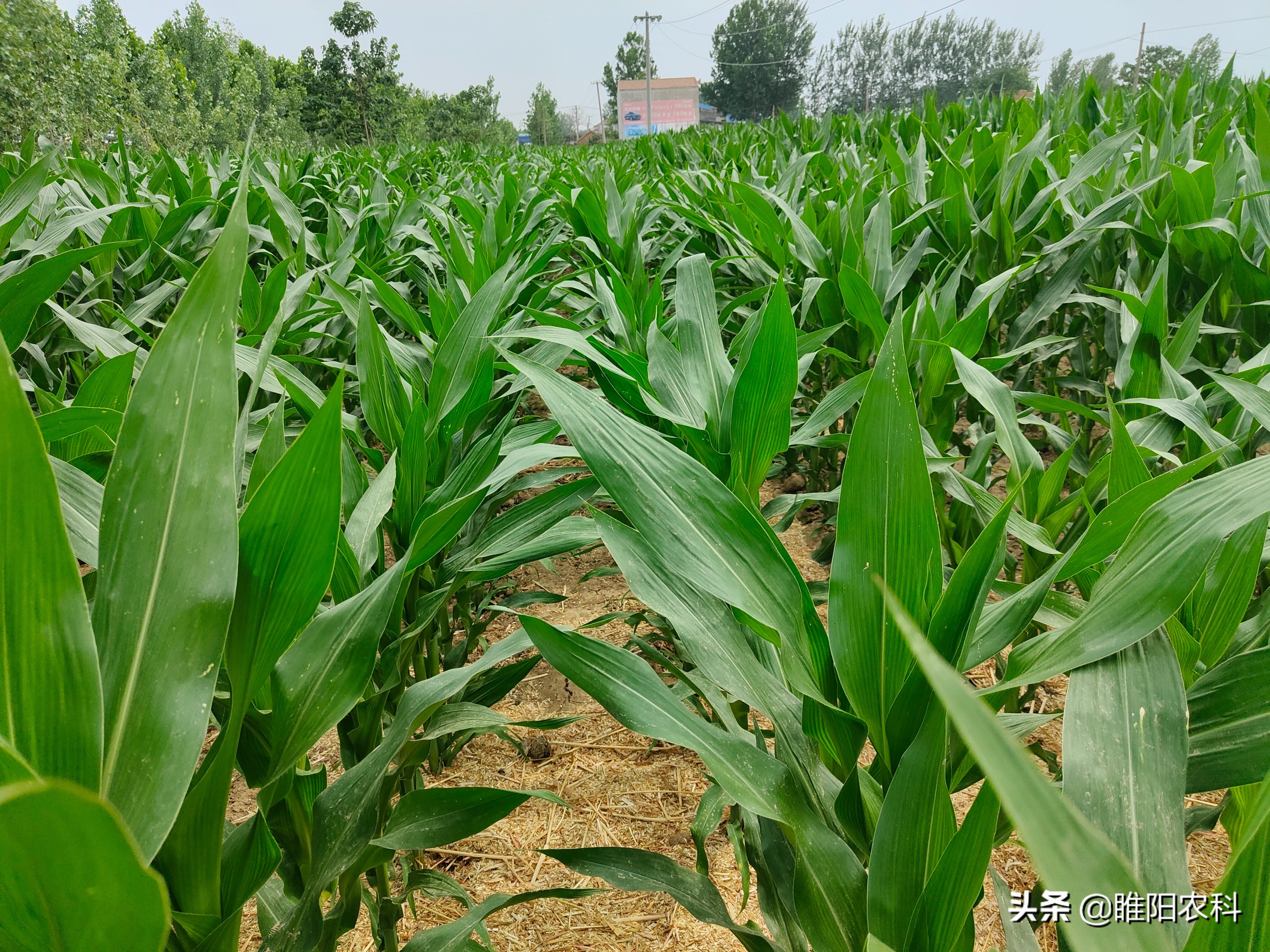 玉米地除草用什么除草剂呢,玉米除草用什么除草剂最好