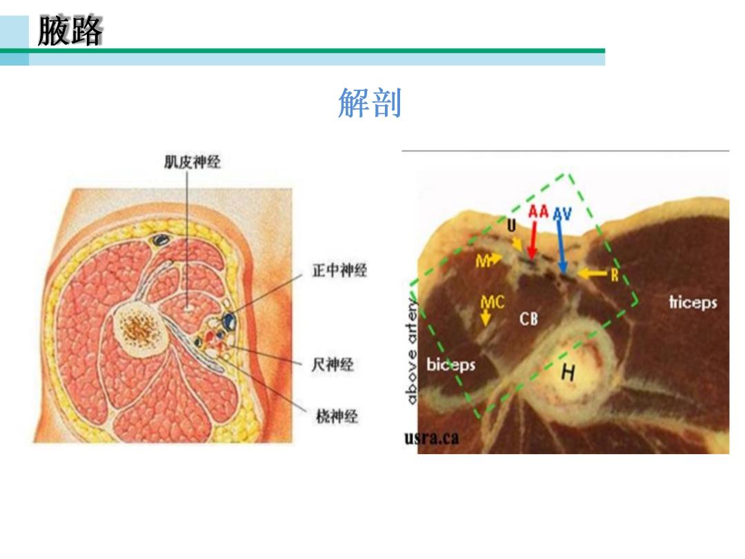 超声引导下臂丛神经阻滞,PPT课件