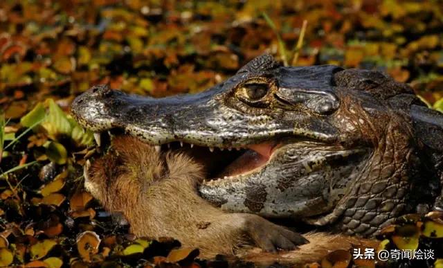鬣狗捕食动物图片,鬣狗捕杀巨蟒