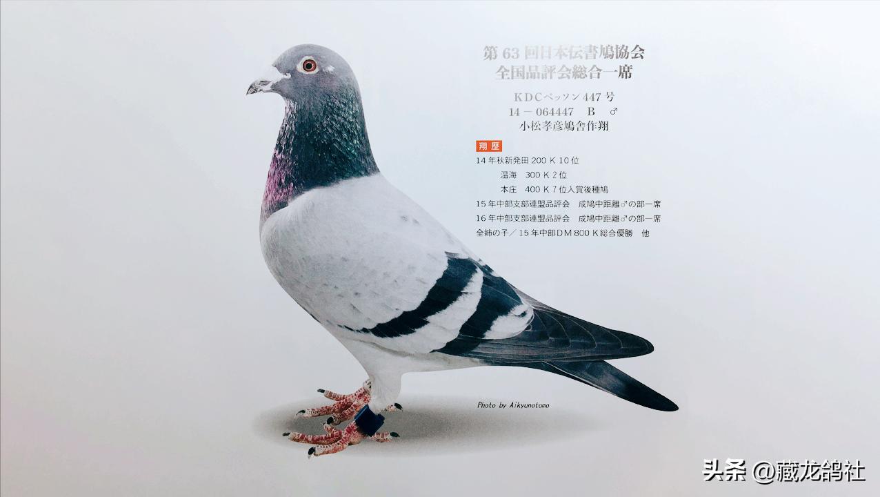 如何选一只好的种鸽,高手如何选择优秀种鸽