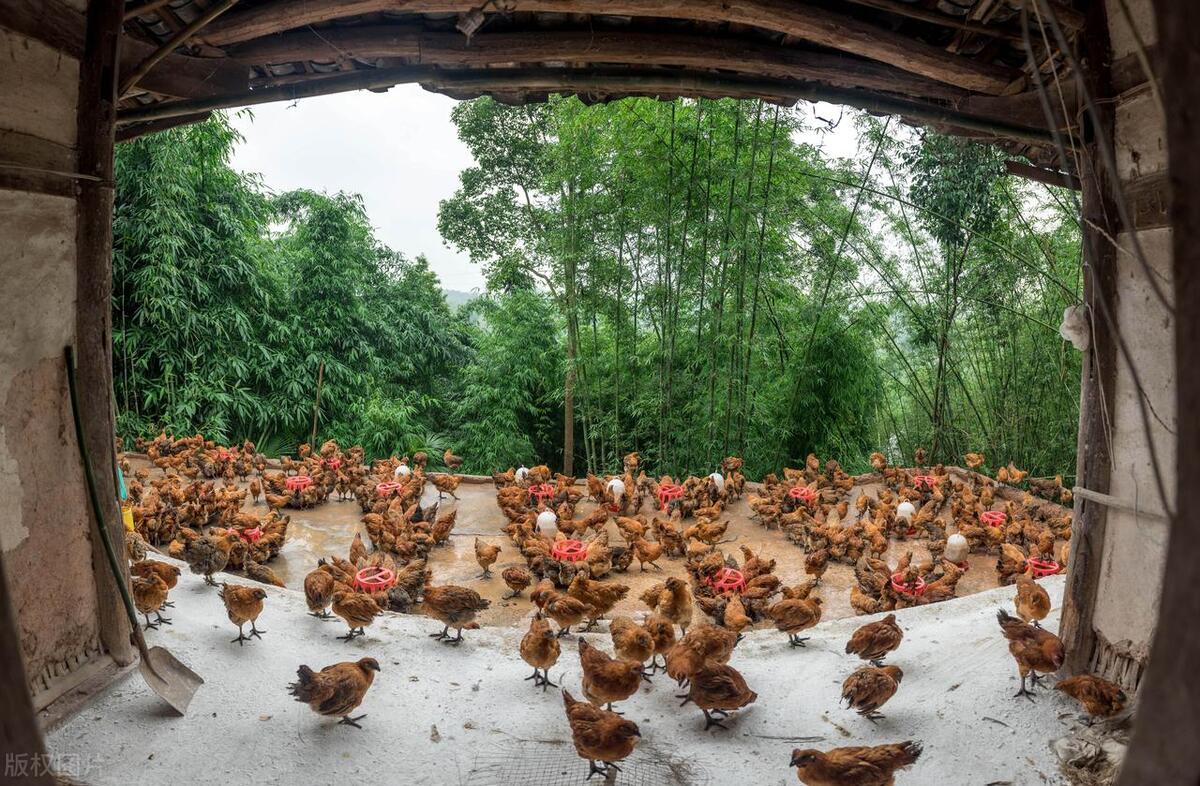 35元一只土鸡利润,200元一只土鸡一年利润有多少