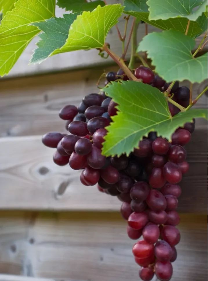 最好吃的爆浆葡萄,香甜爆汁葡萄