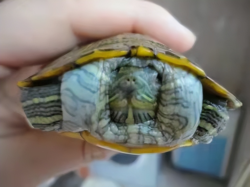 水龟疾病,水龟生病怎么疗养