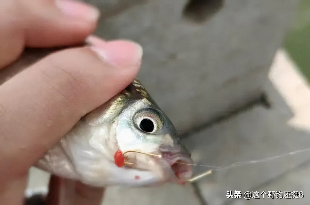 怎么调漂可以忽略饵重和换钓位,调漂的正确方法野钓只调一次