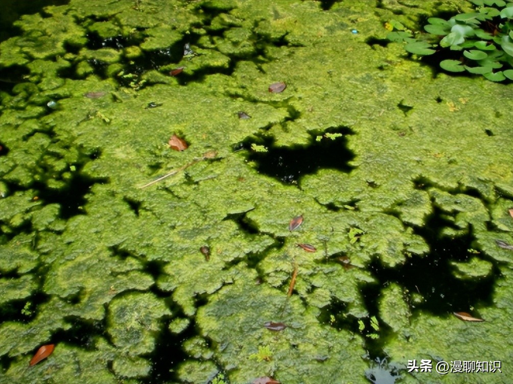 水稻田水绵怎么防治,水绵生物防治