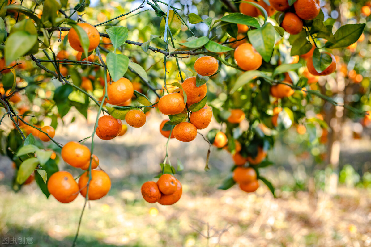 沙糖桔还敢种吗,种沙糖桔技术和视频