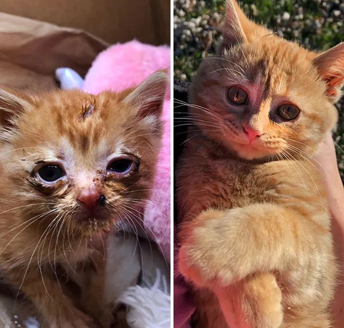 流浪猫被收养的前后对比,流浪猫被收养前后对比照暖心