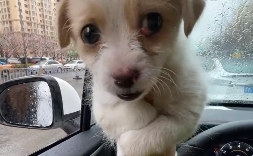 黑龙江：眼中长息肉的狗宝宝，紧抱志愿者的手，狗狗：别再抛弃我