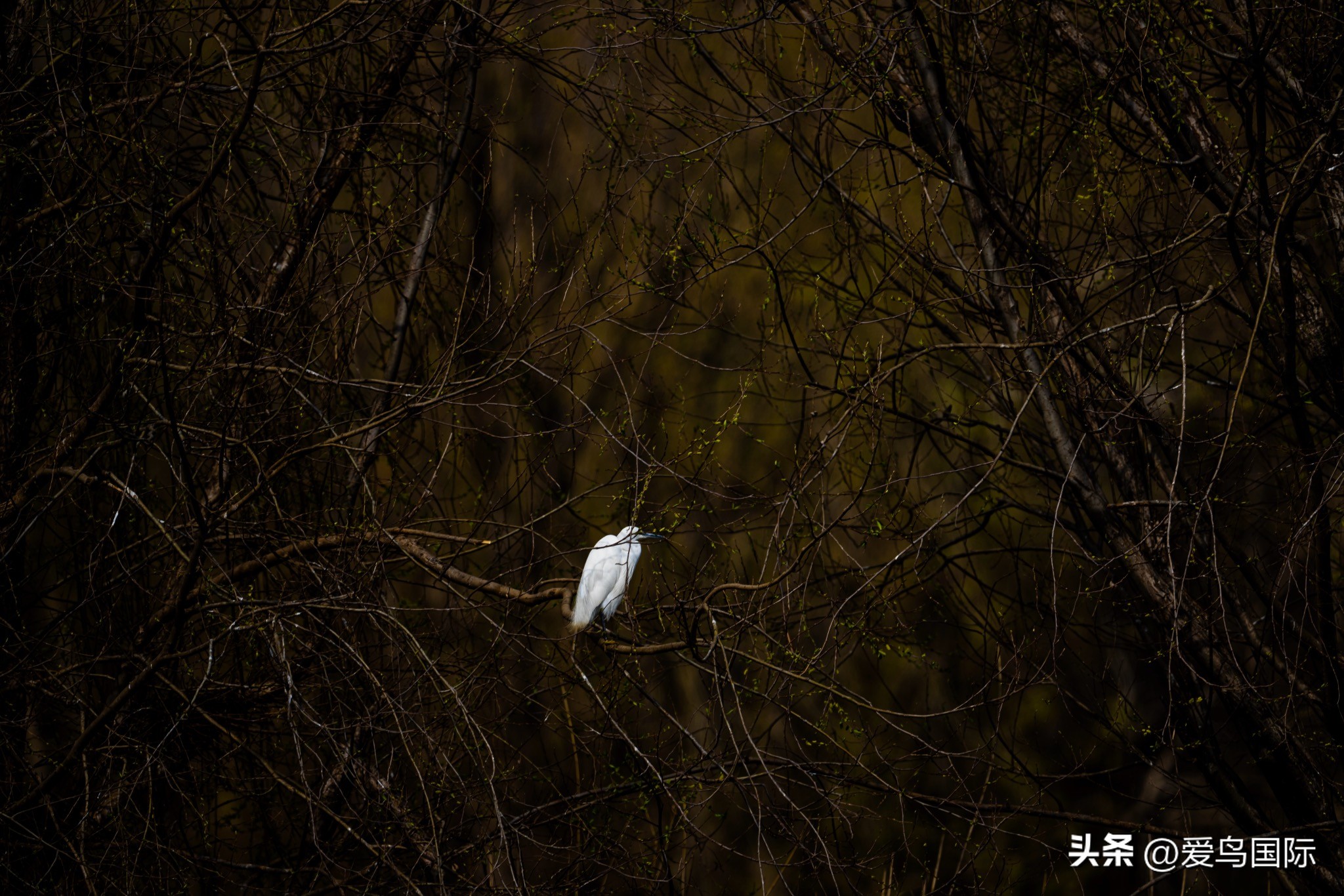 Alpha 1鸟种“加新”之旅 索尼云南拍鸟活动手记