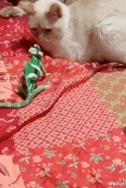 “帮表弟理发，不小心碗歪了，这下可咋办？”哈哈哈