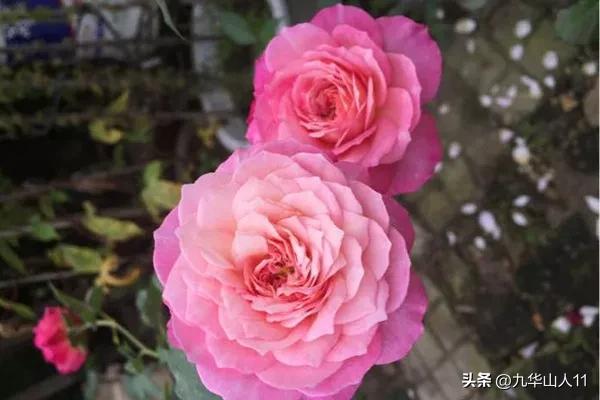 藤本月季品种列表,大红色藤本月季哪个品种好