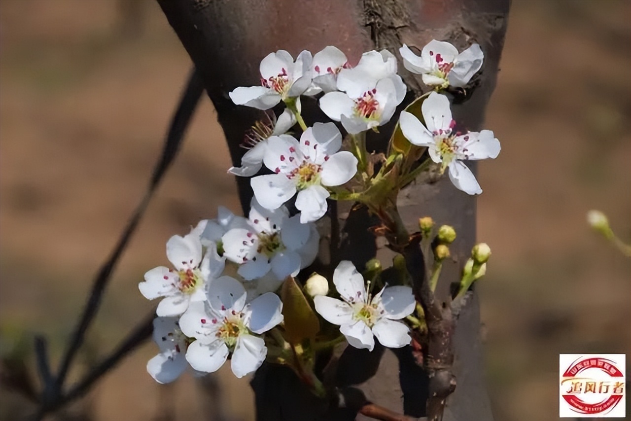 【露营赏花】2023年4月5日自驾商河亲子-露营-采摘-垂钓1日游招募