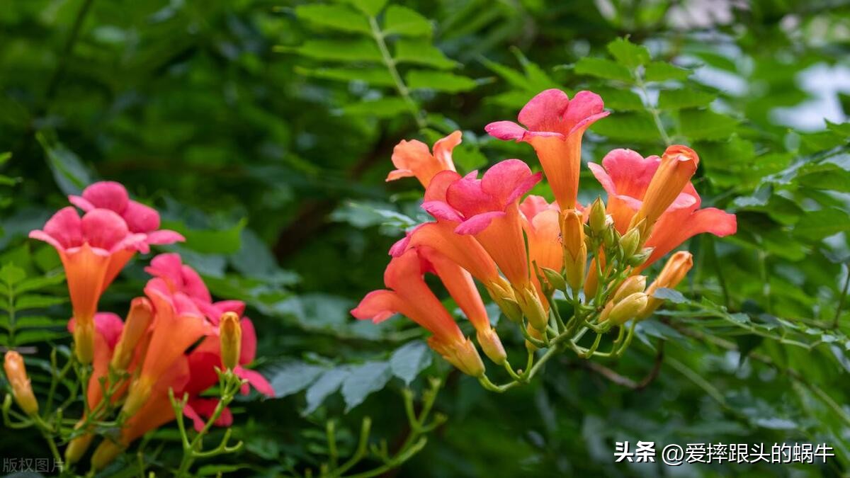 夏日里盛开的凌霄花,绚烂开放的凌霄花