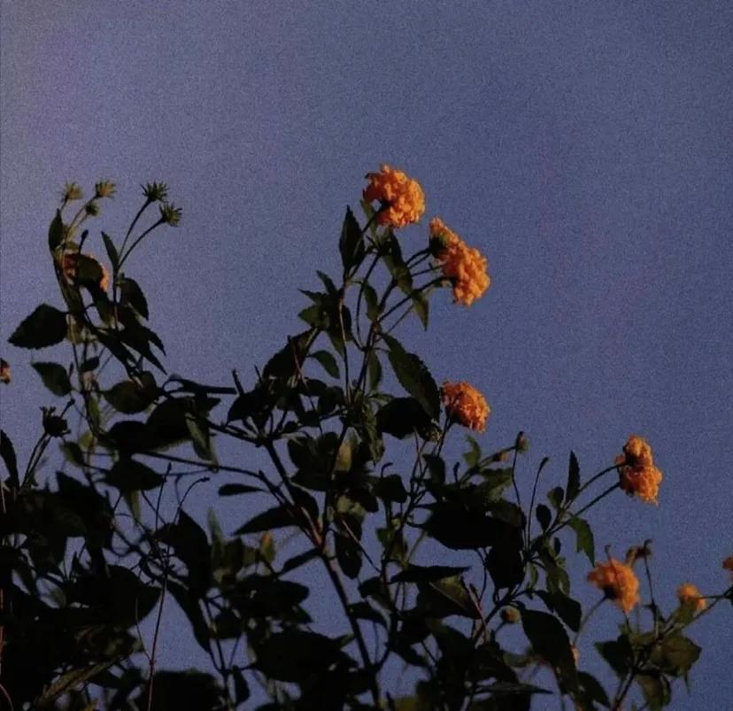 分手后伤感文案撕心裂肺,表达分手后还爱着对方的文案