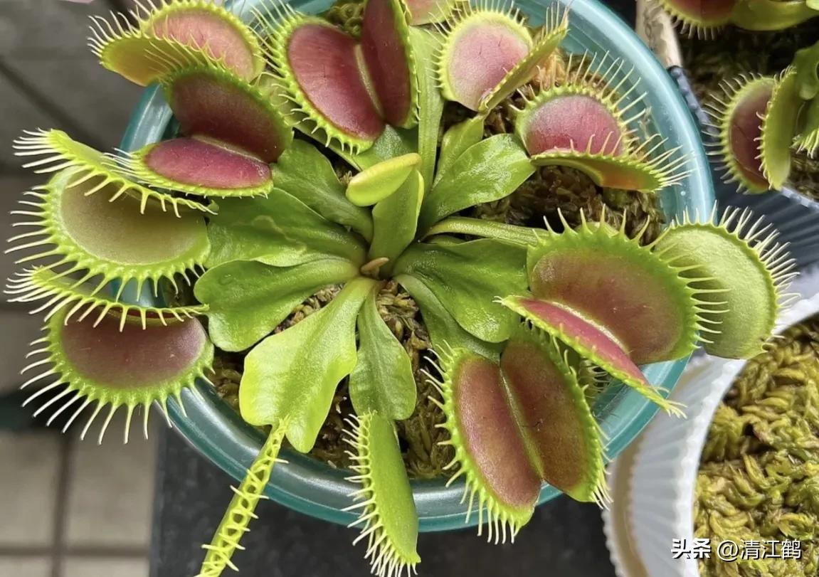 农作物最佳施肥时间和方法,作物长得不旺怎么办