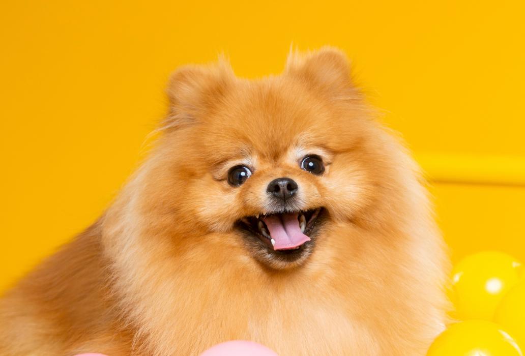 博美肠胃怎么护理视频,博美犬日常饮食