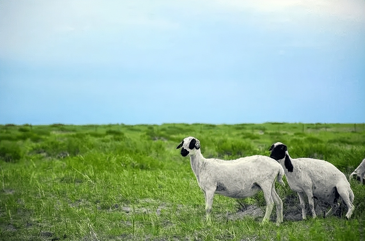 最近最火的羊哪个羊好吃,冬季吃羊哪家强