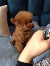 养狗首选的3种狗既便宜又好养,新手养狗什么狗比较便宜好养