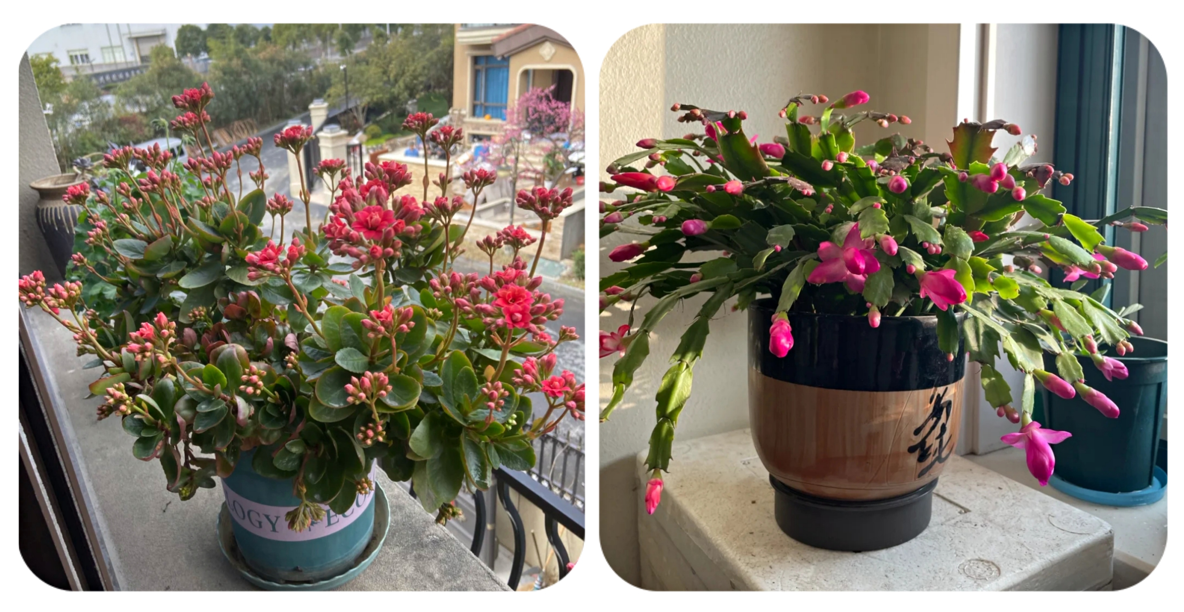 阳台上可以种什么蔬果,阳台上适合种的蔬果