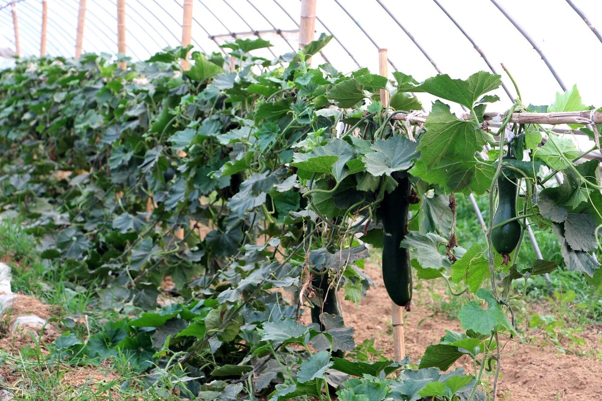 在农村怎样经营好一个家,家庭农场怎么运营需要什么手续