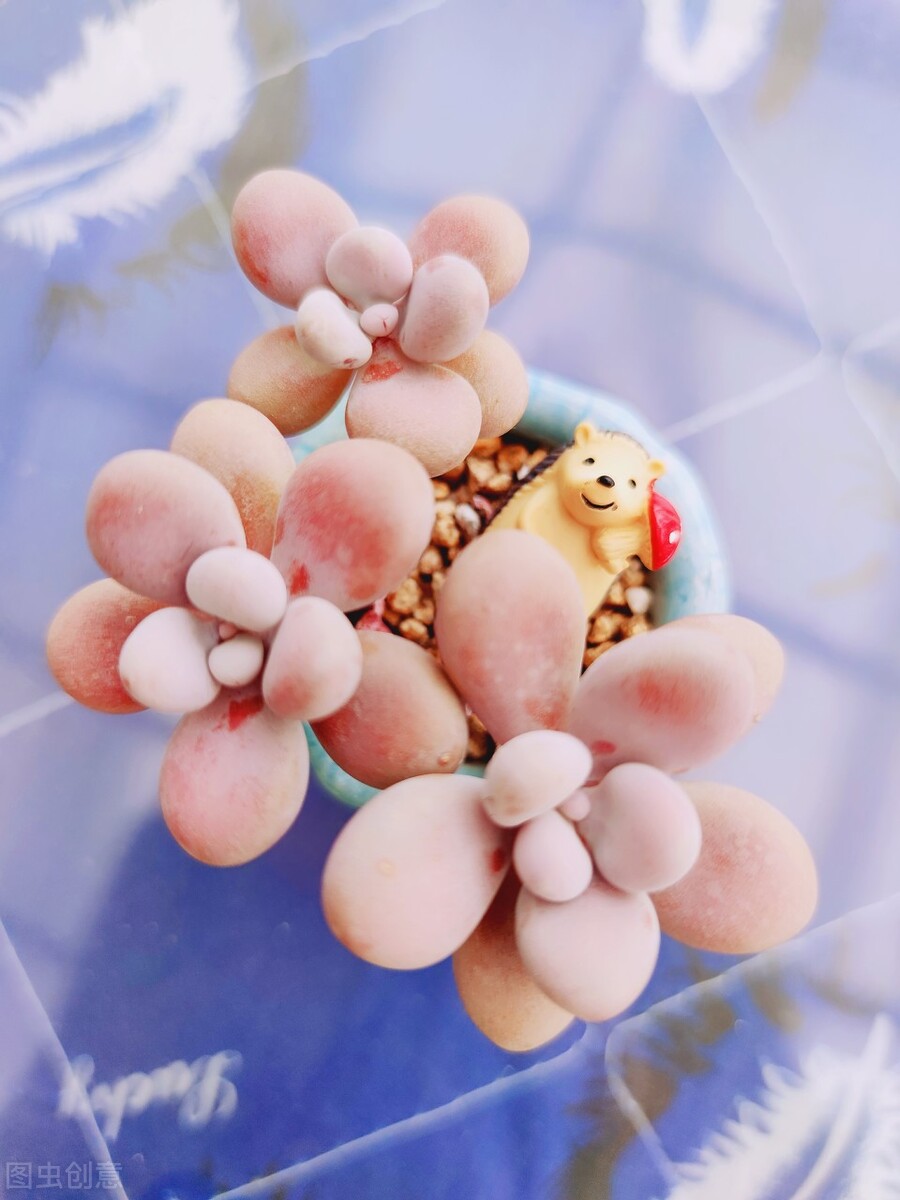 桃蛋叶片怎么出芽最快,桃蛋叶片有黑斑点怎么办